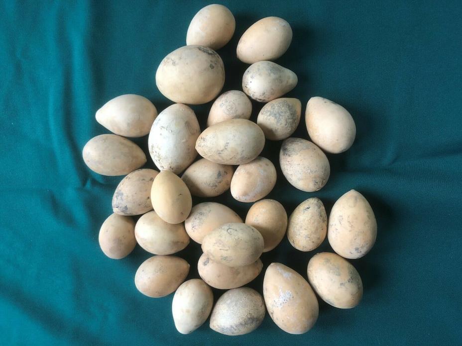 25 Large New Crop Egg Gourds