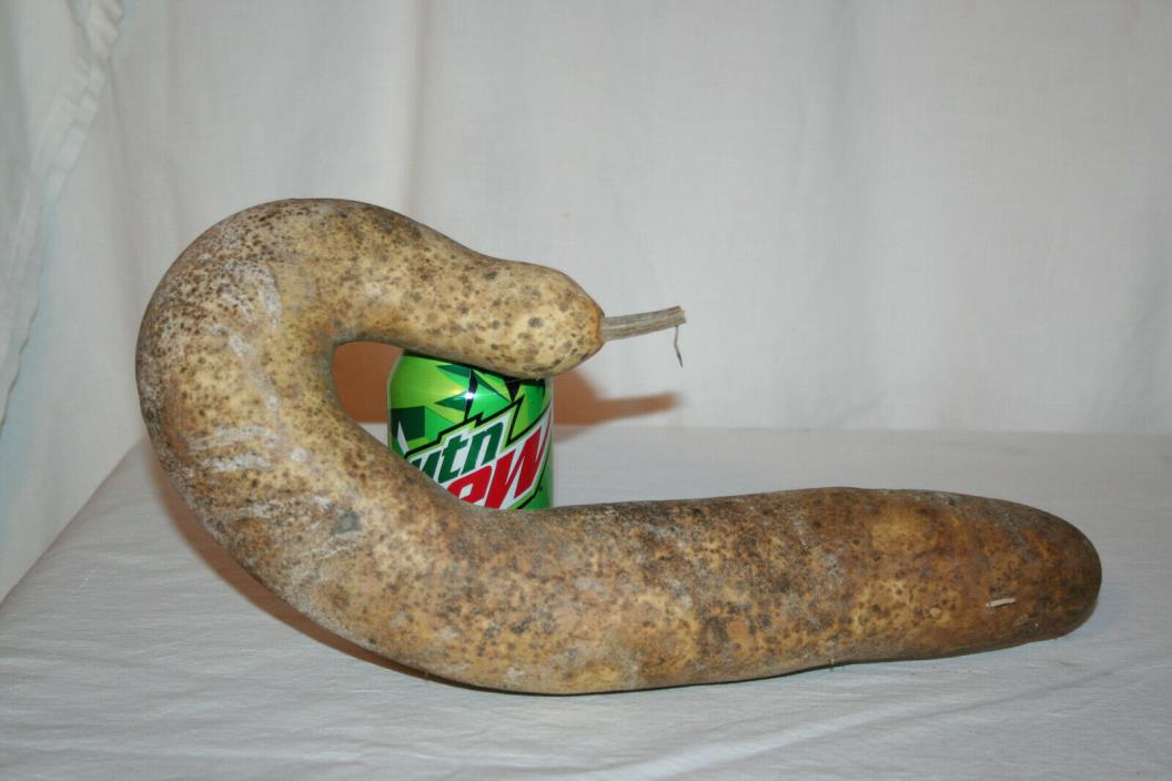 Snake gourd, uncleaned