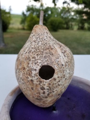Birdhouse Gourd (Hard and Dried) 4.5