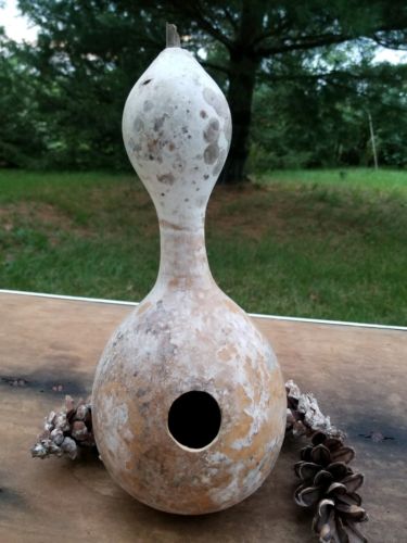 Birdhouse Gourd (Hard and Dried) 13