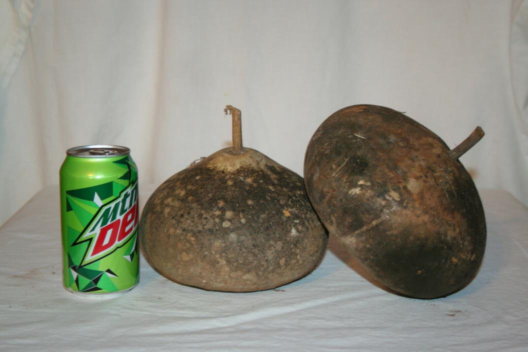 Two Canteen gourds, uncleaned