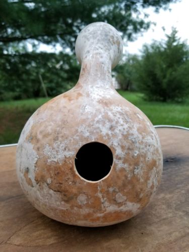 Birdhouse Gourd (Hard and Dried) 9.5