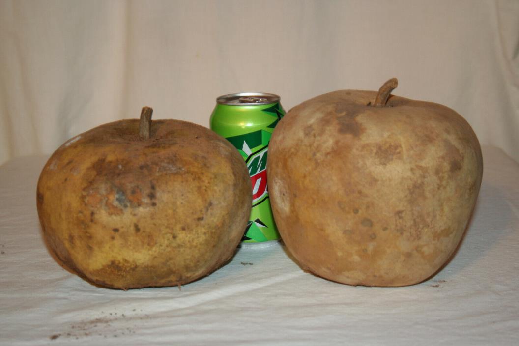 Two Apple gourds, uncleaned