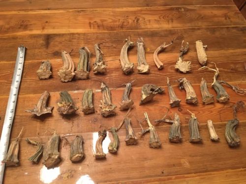 31 Pumpkin Stems 2-5” Naturally Dried Real Stem #56