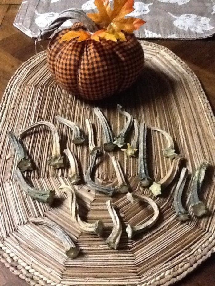 Pumpkin Stems 20 Small Excellent Quality Naturally Dried Stems  2