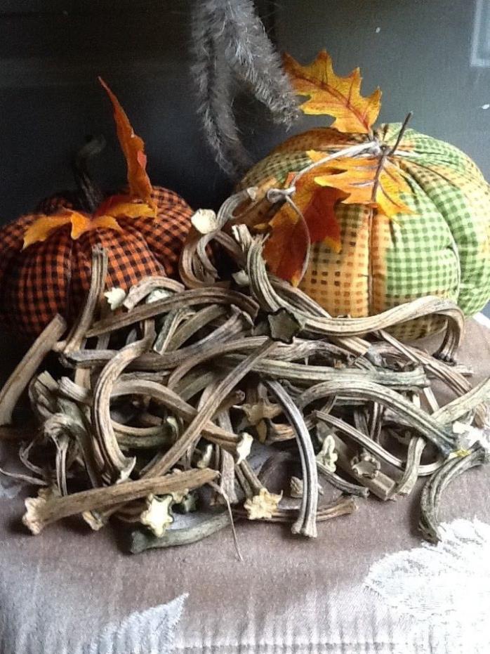 Pumpkin Stems 50 Excellent Quality Naturally Dried Stems  