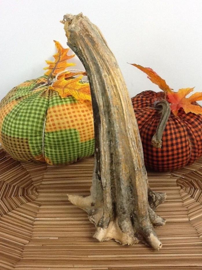 Pumpkin Stem 1 Huge Naturally Dried 10