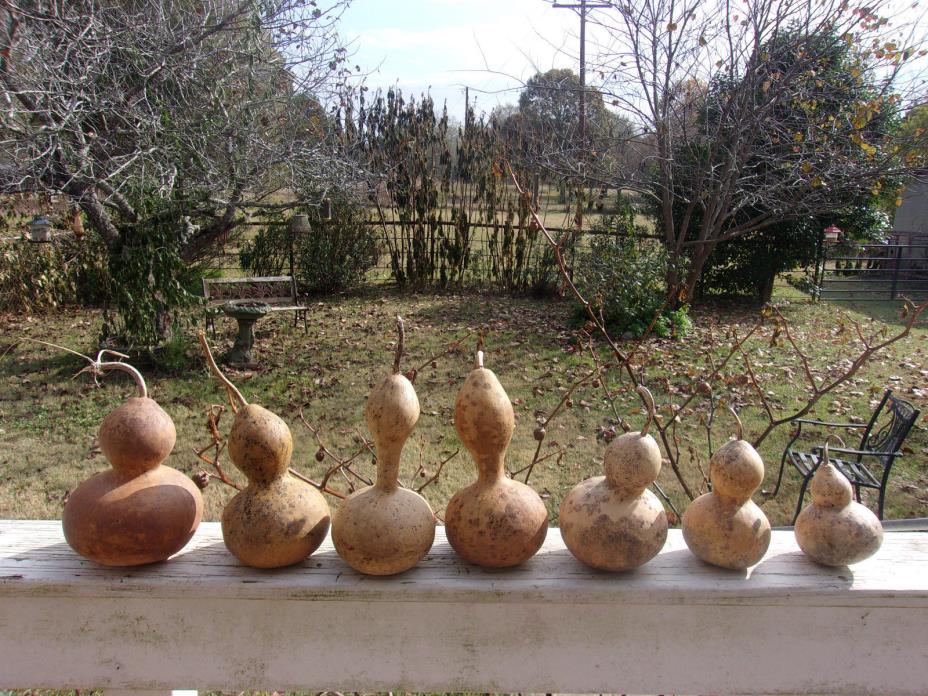 Lot of 7 Bottle Neck Gourds, Cleaned & Dried, Ready for Crafting, Birdfeeders