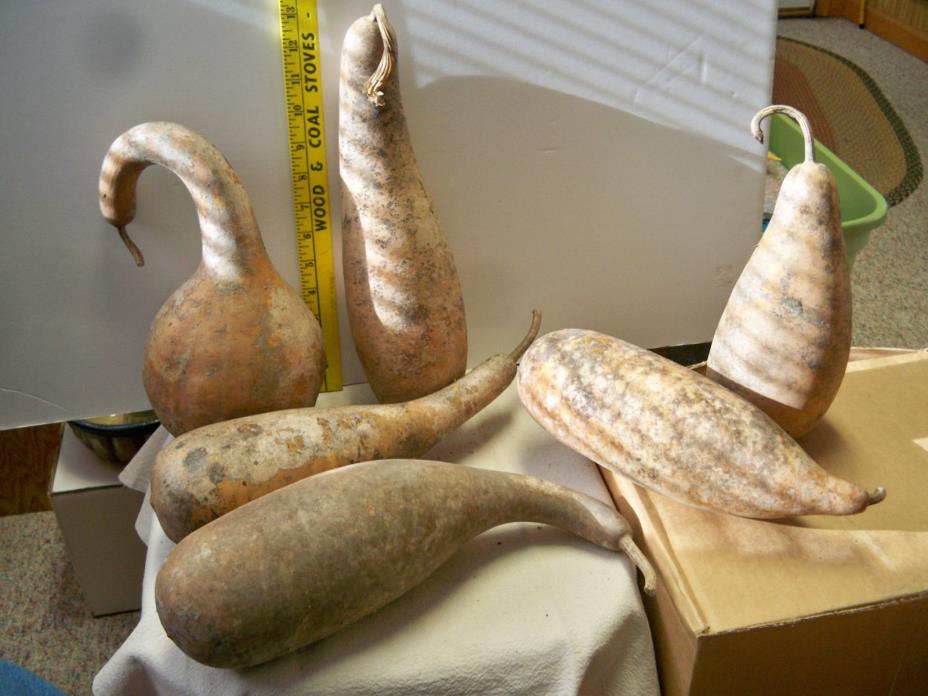 6 grungy gourds-various sizes and shapes Box #2