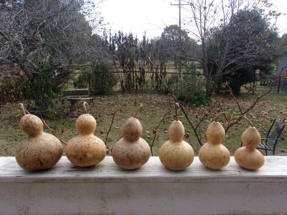 Group of 6 Bottle Neck Fat Gourds, Cleaned & Dried, For Crafts, Painting, Smooth