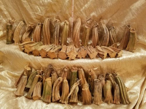 50 DRIED PUMPKIN STEMS FOR CRAFTING HALLOWEEN FALL GOURDS LOT B1