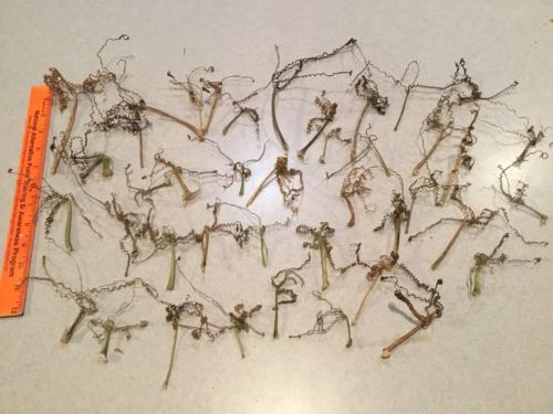 Lot Of 40+ Real Dried Pumpkin Tendrils Folk Art Primitive Crafting