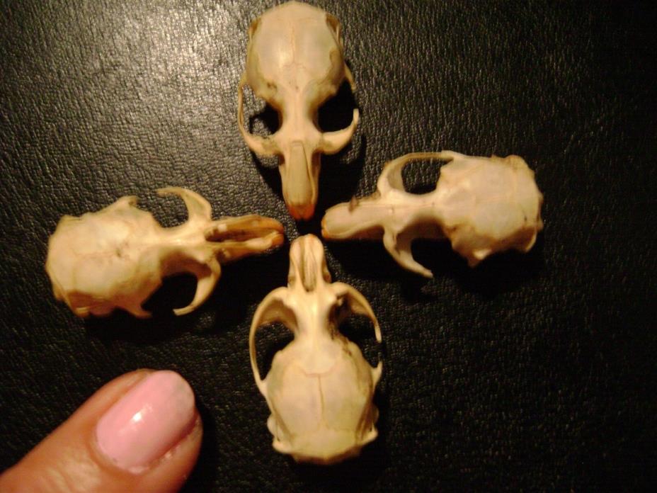 4 REAL MOUSE SKULLS for steampunk jewelry or magic wands TAXIDERMY LOT bones
