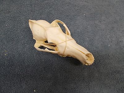 1 #1 Grade Medium Sized  Coyote Skulls Boiled Clean & Then Peroxided White