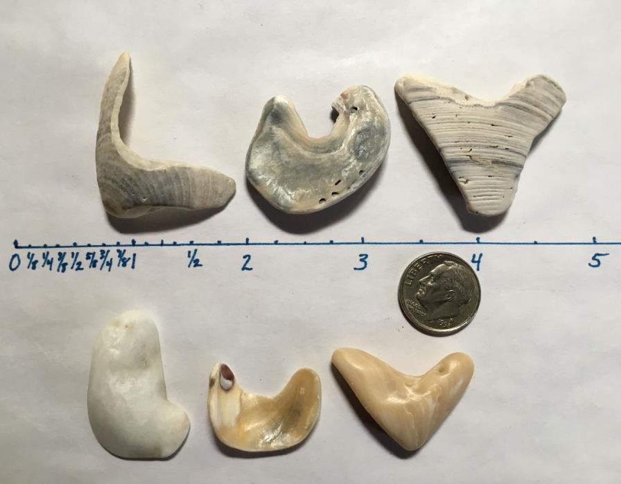 2 Sets Natural Letter Shaped Beach Shells