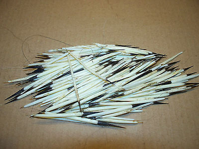 100 american porcupine quills/guard hair/native craft,medicine wheel,quill work