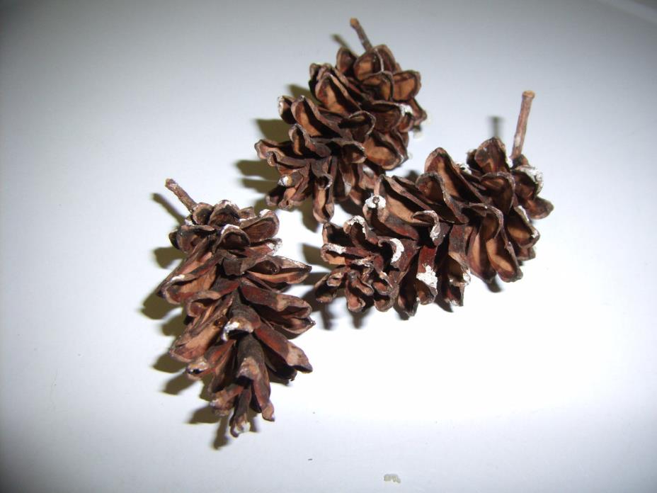 Vermont Eastern White MINI Pine Cones , 50 count