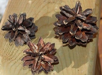 150 PINE CONES REAL SCOTCH SCOTS  PINECONES NATURAL  GREAT CRAFTS WREATH!