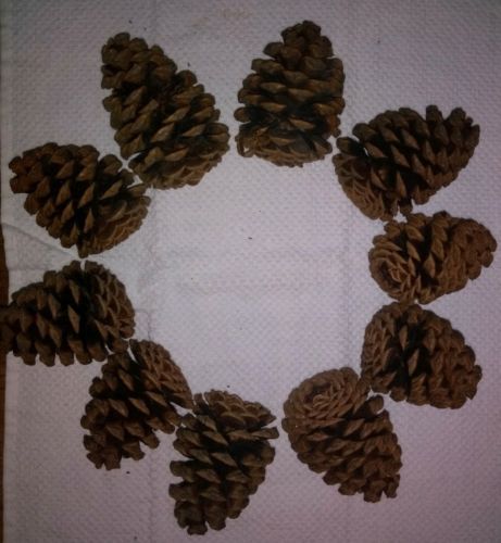 10 Count Mountain Wilderness Pine Cones 3-4 Inches Natural North Idaho