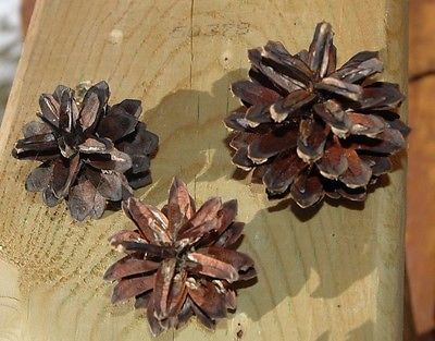 50 PINE CONES REAL SCOTCH SCOTS  PINECONES NATURAL  GREAT CRAFTS WREATH!