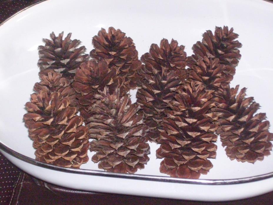 LOT OF 12 CORSICAN LARGE PINE CONES, GREAT FOR HOLIDAY CRAFTS