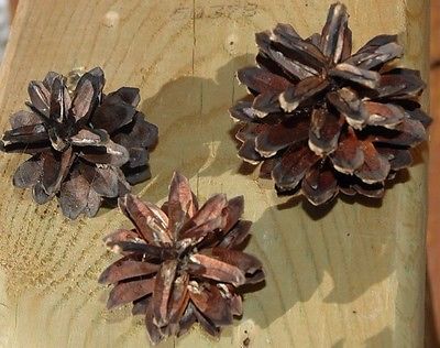 100 PINE CONES REAL SCOTCH SCOTS  PINECONES NATURAL  GREAT CRAFTS WREATH!