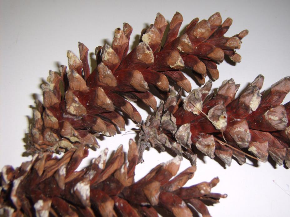 25 Vermont Eastern White Pine Cones, NEW!