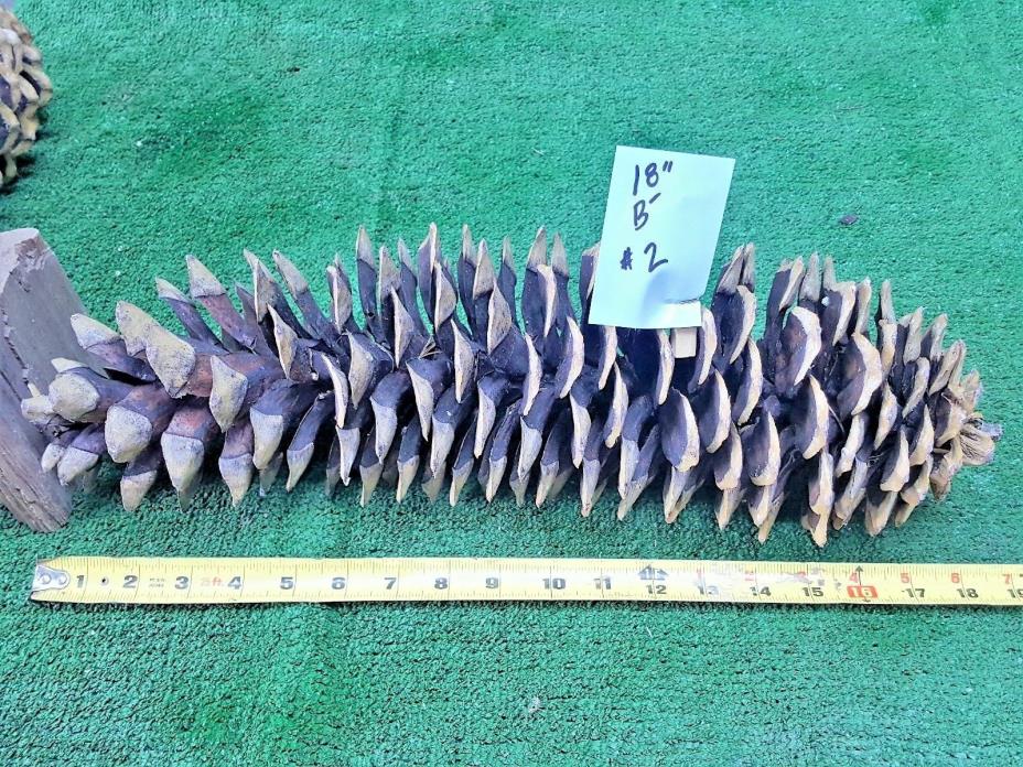 Sugar Pine Cone  18 in (46cm) ElementalExchanges (Item in Pic. #2 B-)