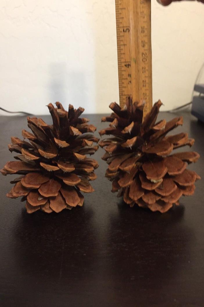 Lot of 30 ~ Ponderosa Pine Cones ~ Fresh ~ assorted sizes ~ mostly 3