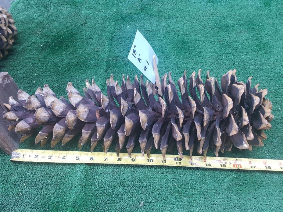 Sugar Pine Cone  18 in (46cm) ElementalExchanges (Item in Pic. #1 A-)
