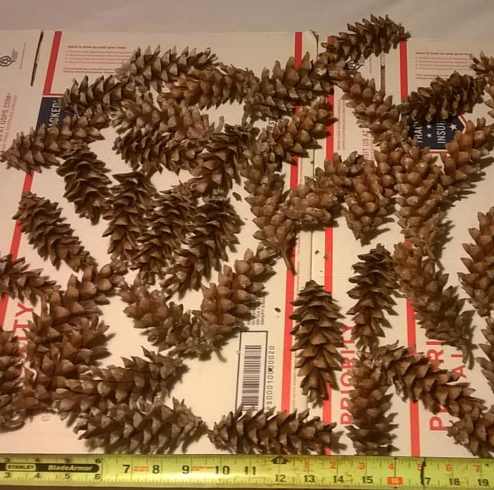 50 White Pine Cones, (Cleaned) - 4