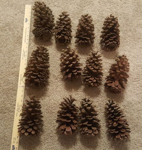 12 Extra Large  Pine Cones-8-9 Inches-Private Listing