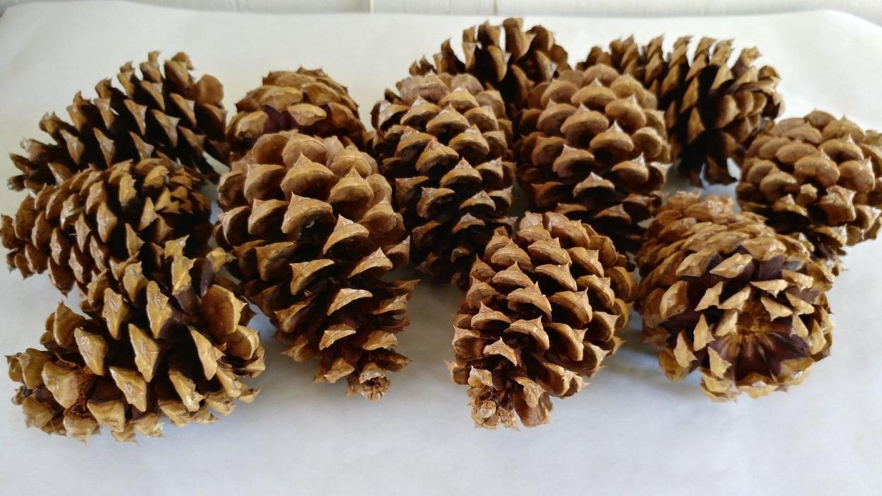 Pine Cones