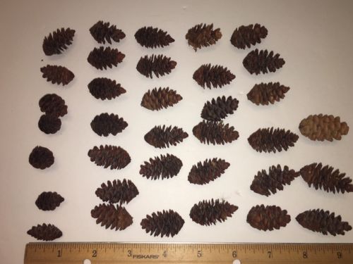 35 Mini Small.Real Pine Cones Christmas Crafts Organic Natural 1