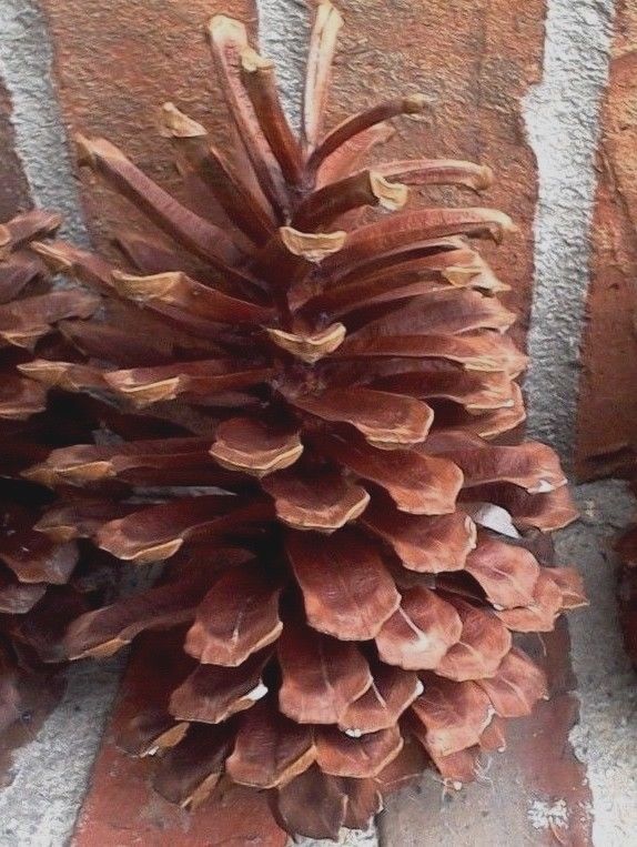 4 Large Natural Pinecones for Decorating & Crafts 7-8