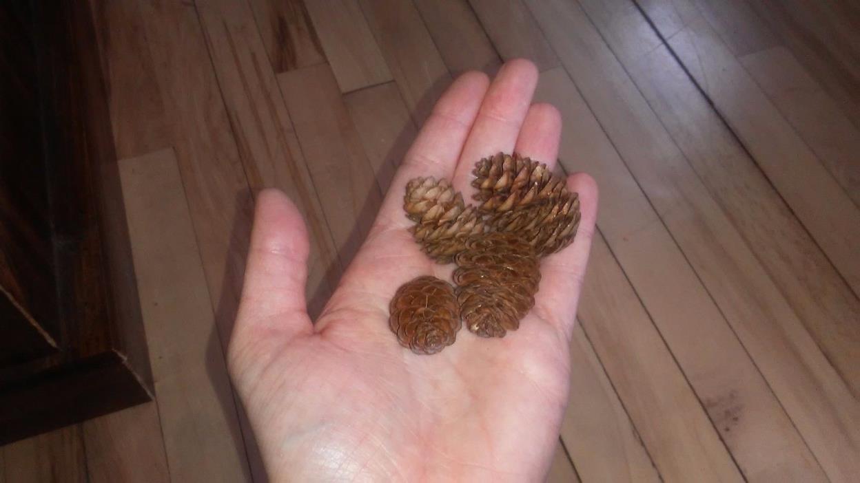 Small Pine Cones - 100 count; hand picked in Maine