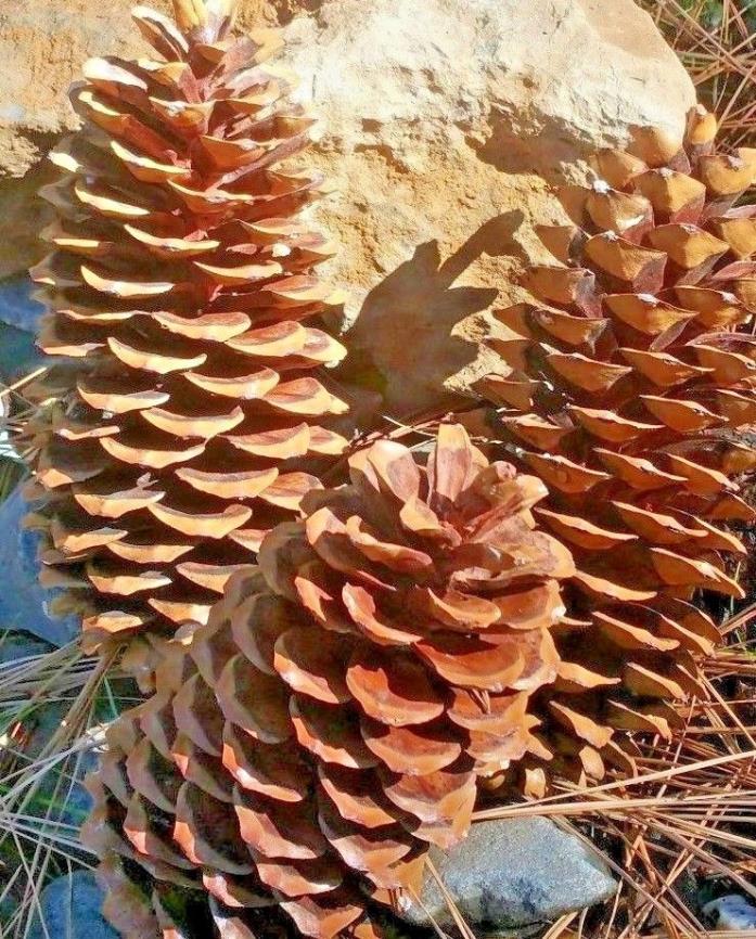 1 Sugar Pine Cone 15 in  ElementalExchanges Sierra Nevada Huge Nature Craft Cone