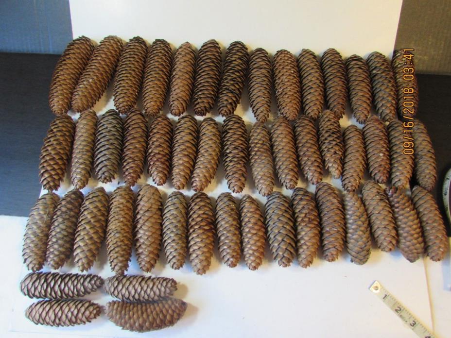 50 Spruce Pine Cones Crafts Display 8  6