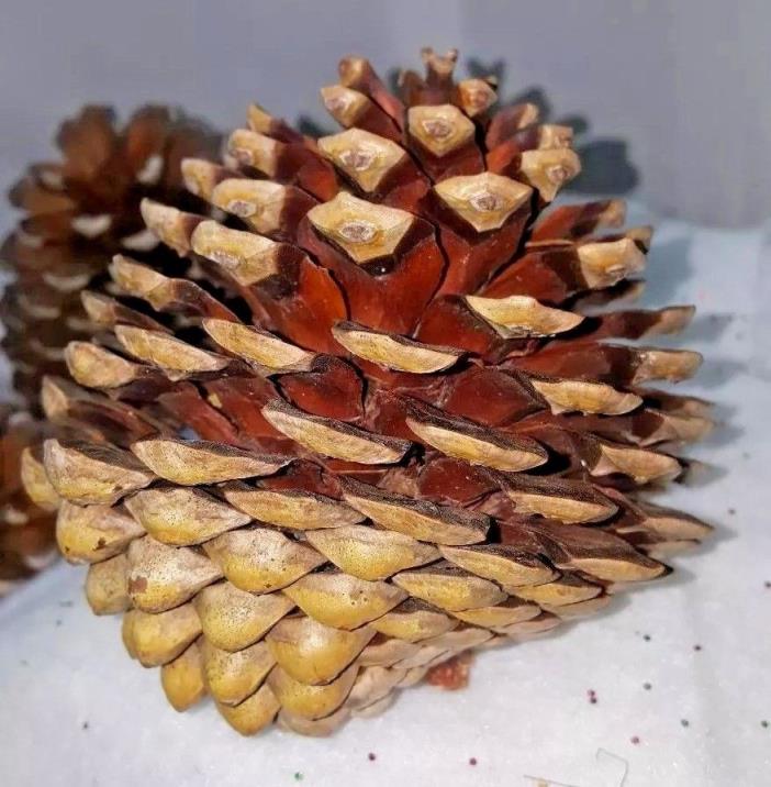 5 DRY Knobcone Pine Cones Elementalexchanges Nature ForestFriend Craft Supply...
