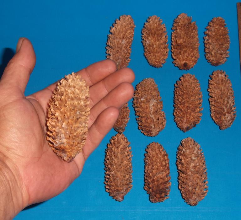12 Blue Spruce Pine Cones, 3