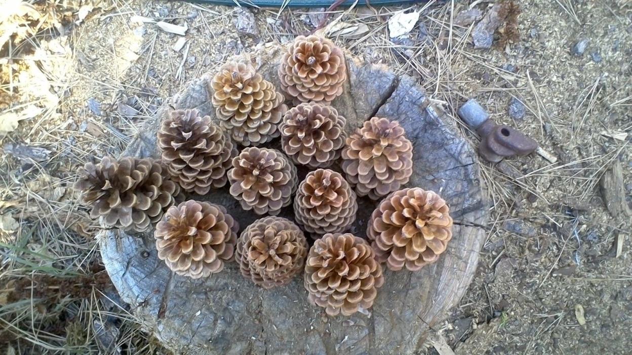 One Dozen Inland Empire Pinecones from the Sunny Okanogan Highlands