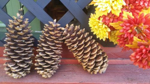 4 Sugar Pine Cones 8-10 inch Forest Friendly Holiday Nature Decor