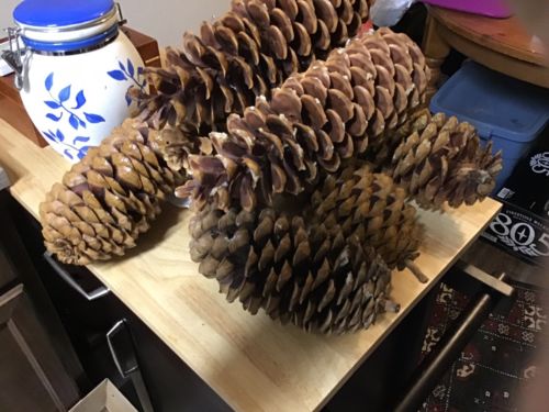 Sugar Pine Cones- Huge 16” Lot Of 11 Cones