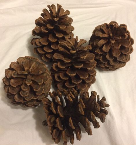 Loblolly Pine (Pinus taeda)Cones Lot Of 15