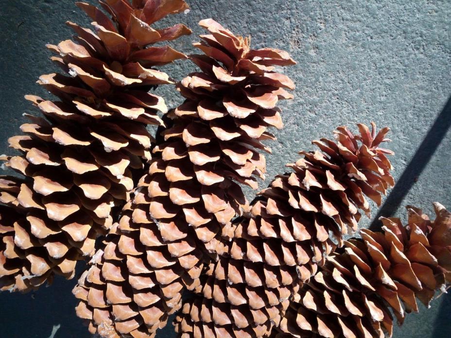 4 Sugar Pine Cones 12-14 inch Forest Friendly Holiday Nature Decor