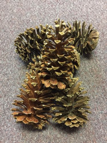 Long Leaf Large Pine Cones (6) From South Georgia 7 - 8