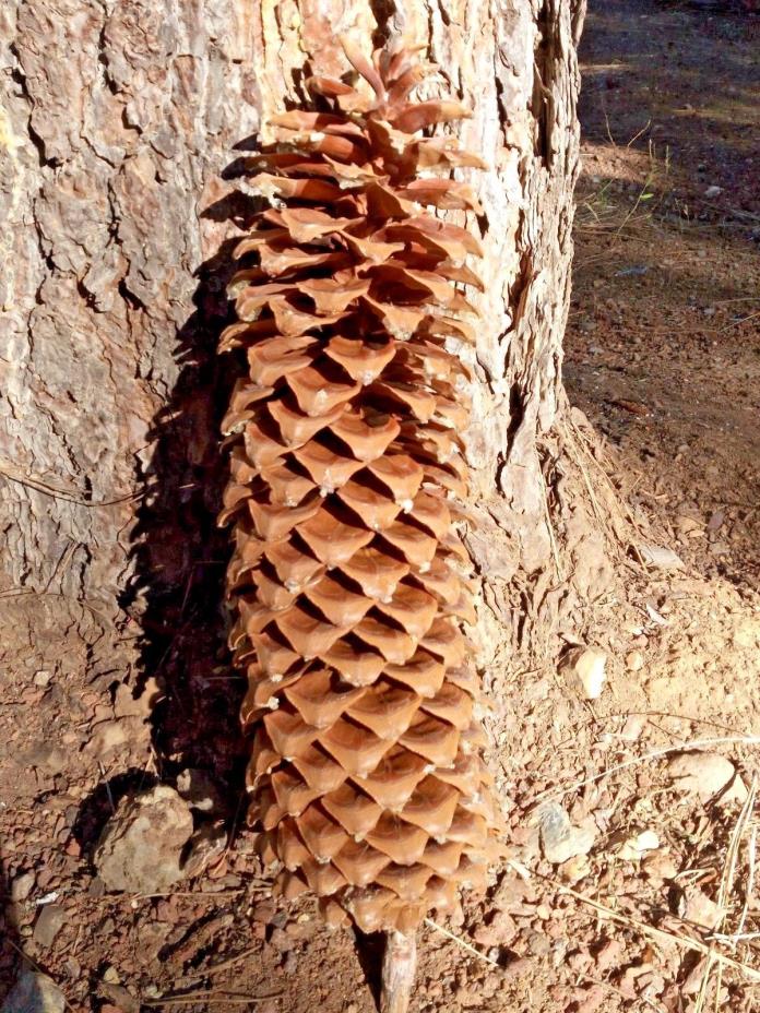 1 Sugar Pine Cone 17 in  ElementalExchanges Sierra Nevada Huge Nature Craft Cone