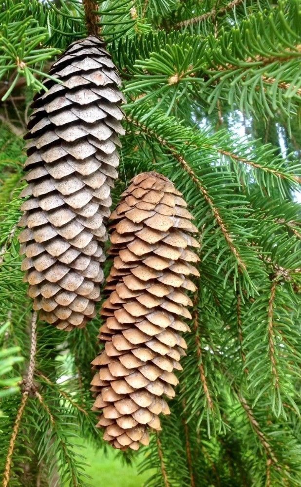 25 Pine Cones Natural Norway Spruce Crafts Wreaths 4.5