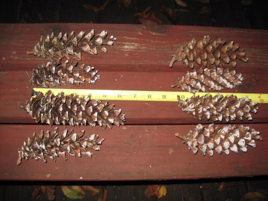 50 large white pine cones, 4-7