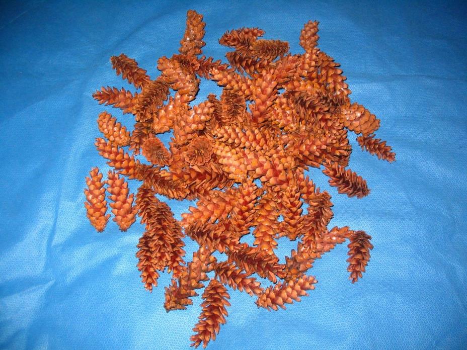 87 White Pine Cones DRY Ready for Crafts Wreaths Ornaments Weddings Fall Decor